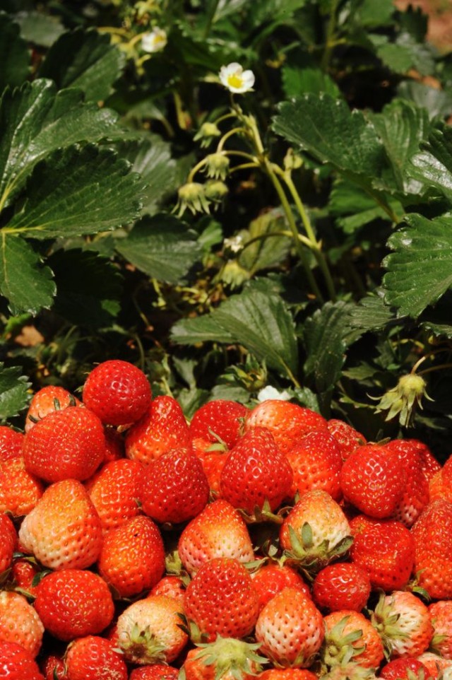 Nepali Strawberries Transform Lives Lexlimbu